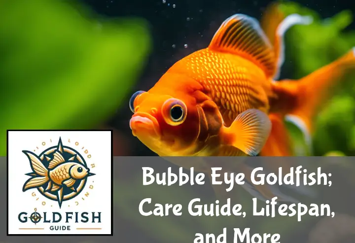 Bubble Eye Goldfish with vibrant orange color and unique eye sacs swims among lush aquatic plants in an aquarium.
