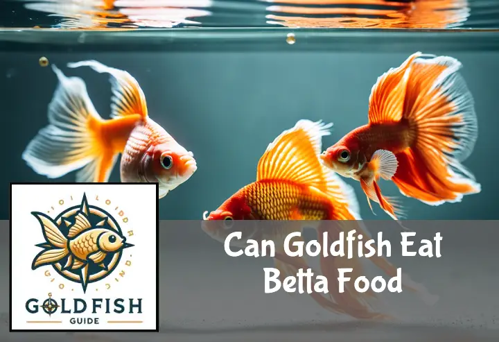 Can Goldfish Eat Betta Food?