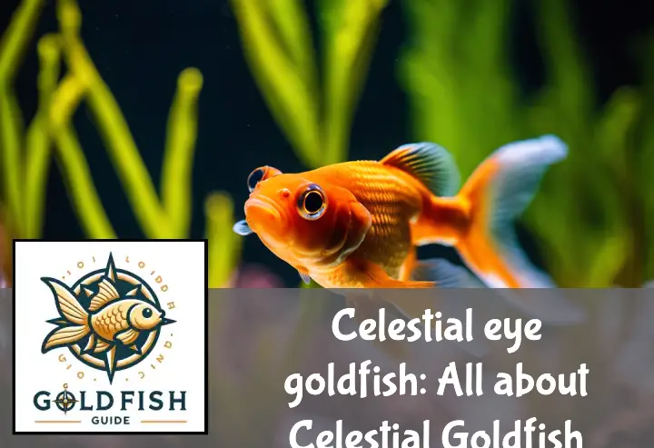 A Celestial Eye Goldfish with vibrant orange color swims among lush aquatic plants in a clear aquarium.