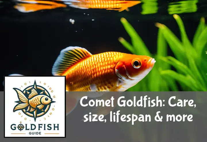 A vibrant comet goldfish swims in a well-maintained aquarium with plants and care tips visible.