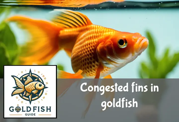 A goldfish with clumped fins swims in clear water, blurred aquarium plants in the background.