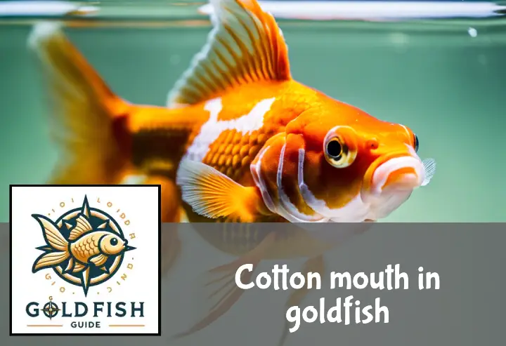 Goldfish in clear tank showing white patches around mouth and fins, indicating cotton mouth disease.