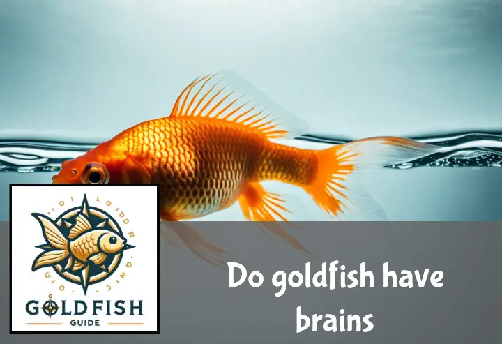 Goldfish in clear water with a transparent overlay showing its brain and internal anatomy.