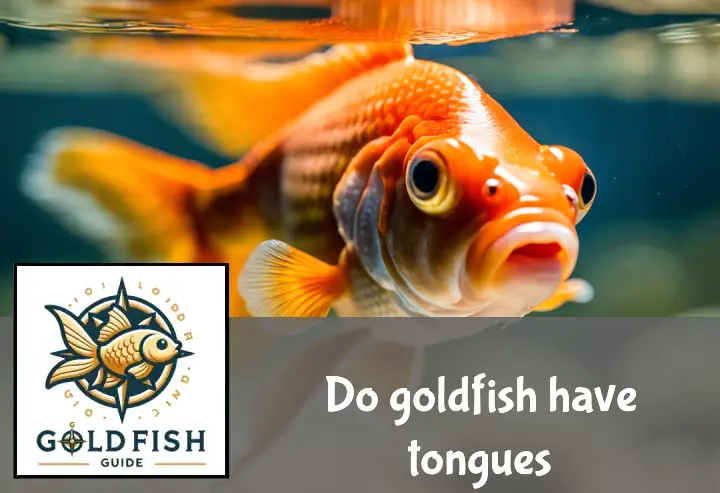 A captivating goldfish with its mouth slightly open, showcasing the absence of a visible tongue, against a clear water backdrop.