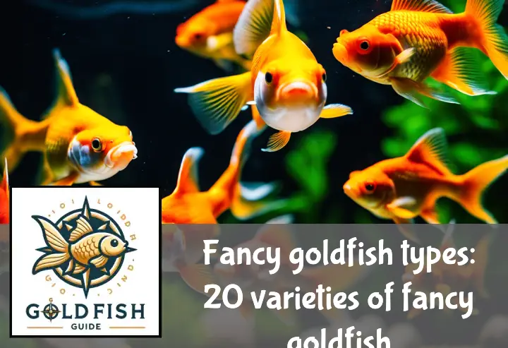 A variety of fancy goldfish, including Orandas, Ryukins, and Pearlscales, in a lushly planted aquarium with rocks.