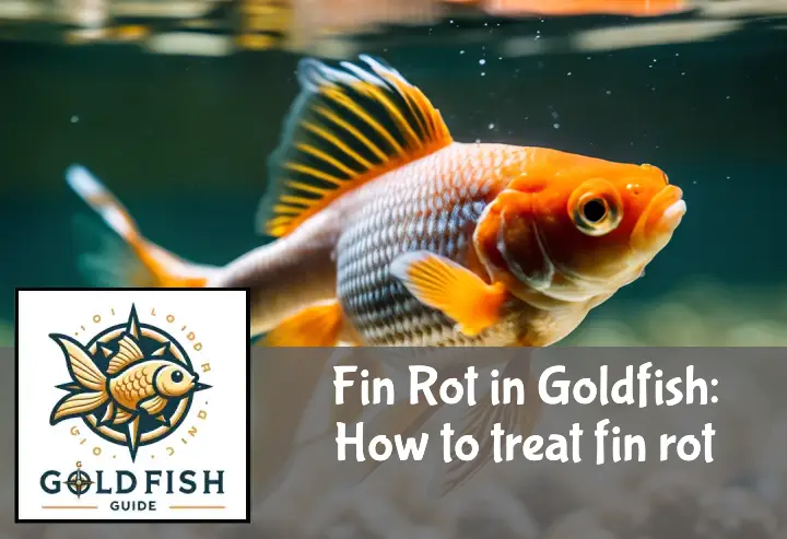 Fin Rot in Goldfish: How to treat fin rot