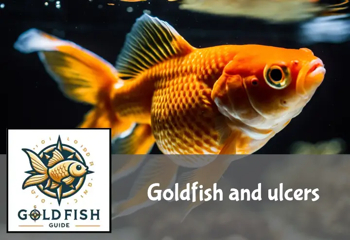 Goldfish and ulcers
