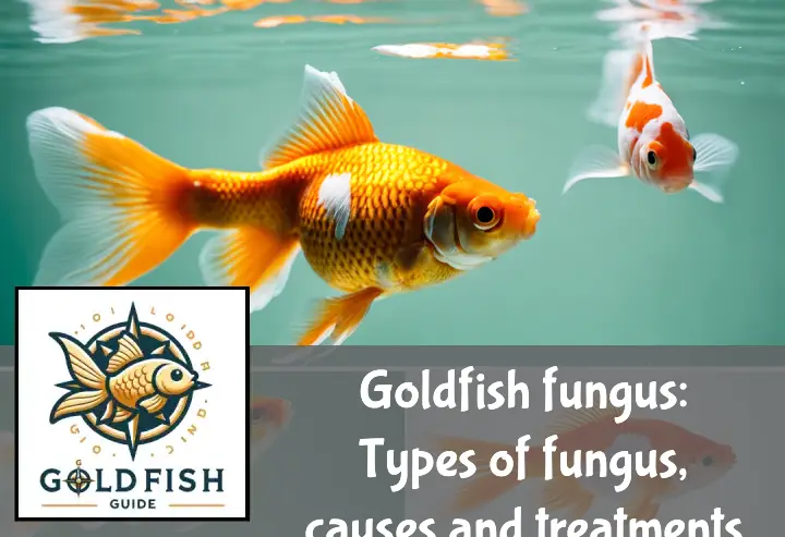 Goldfish fungus: Types of fungus, causes and treatments