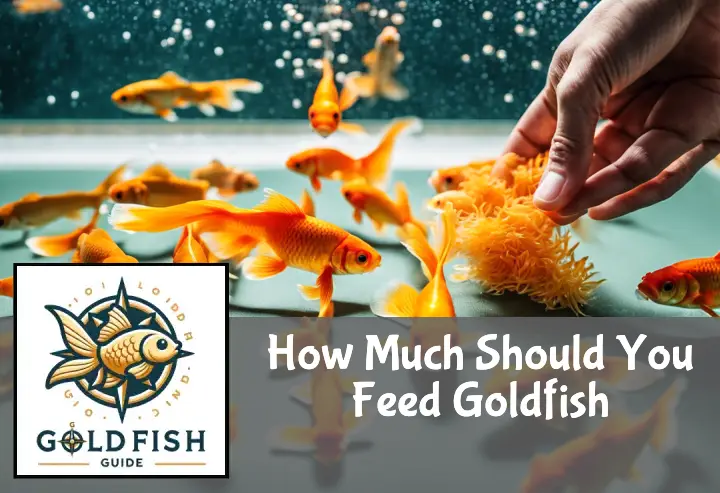 A hand sprinkles goldfish flakes into an aquarium where eager goldfish swim to the surface.