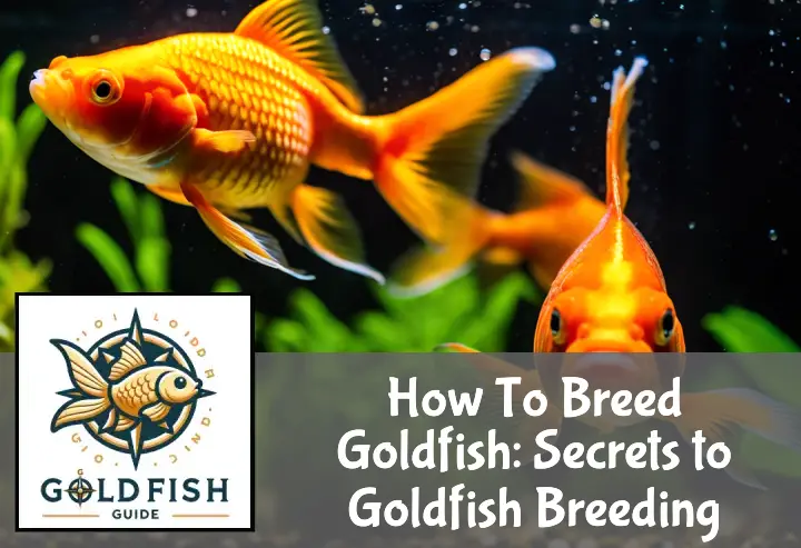Two goldfish exhibit breeding behavior in a lush, softly lit aquarium.