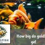 A large goldfish swims with smaller ones in a spacious aquarium, showcasing size differences.