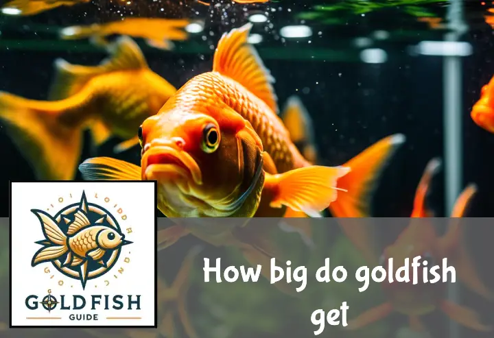 How big do goldfish get? Some can be massive!