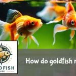 Two goldfish in a dance-like chase around a well-planted aquarium under soft lighting.