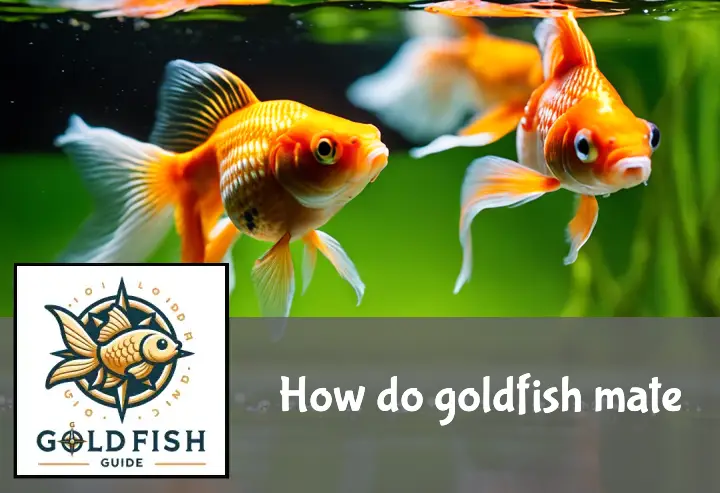 How do goldfish mate? And how to make goldfish mate in a tank