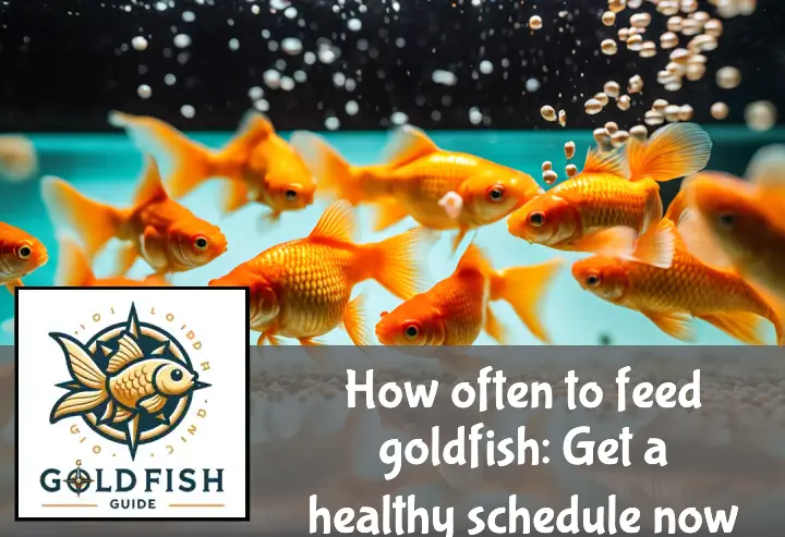 A hand sprinkles food into an aquarium where eager goldfish swim up to feed.