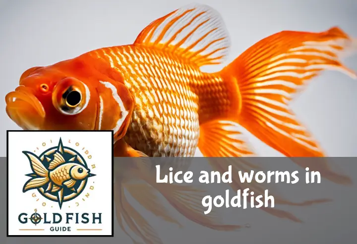 A goldfish with visible lice and worms on its scales and fins, highlighted against a clear background.