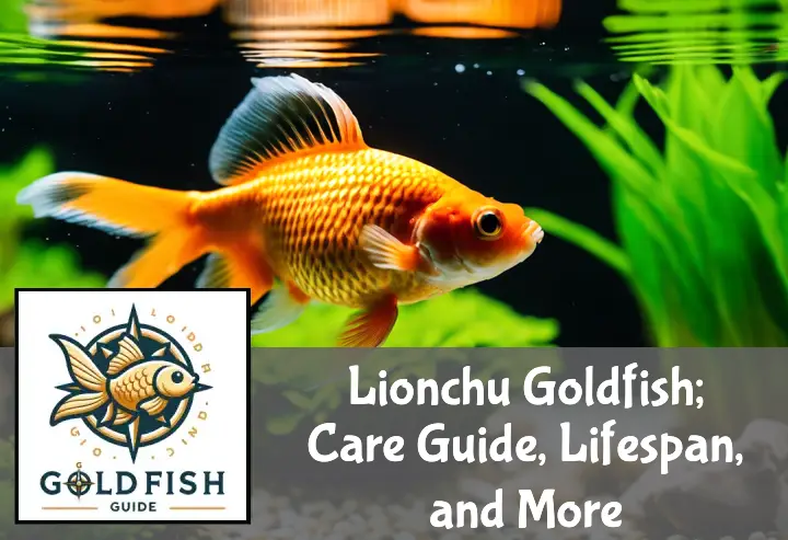 Lionchu goldfish swims in an aquarium with lush plants, beside care items like food and a water test kit.