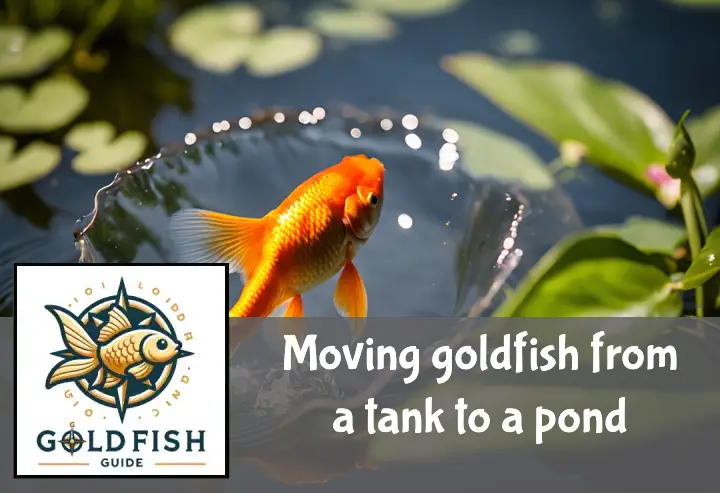 A goldfish being released from a plastic bag into a garden pond surrounded by lush greenery and flowers.