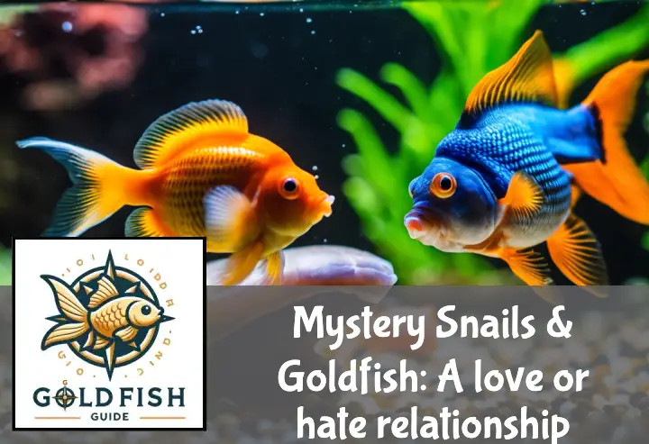 A colorful mystery snail and a vibrant goldfish interact in an aquarium, showcasing their curiosity.