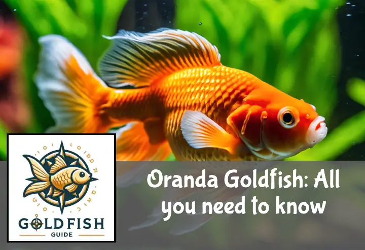 A vibrant Oranda goldfish with a distinctive wen, swimming in a clear, plant-filled aquarium.