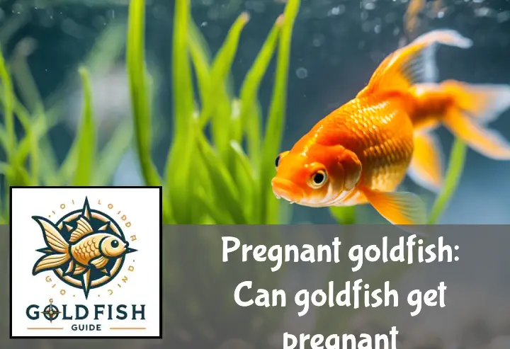 Pregnant goldfish: Can goldfish get pregnant?