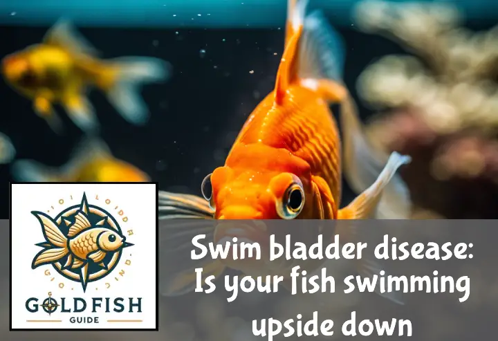 A goldfish with swim bladder disease swims upside-down, while other fish watch with concern.