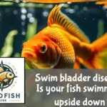 Goldfish with swim bladder disease swims upside-down near water surface, surrounded by blurred aquarium plants.