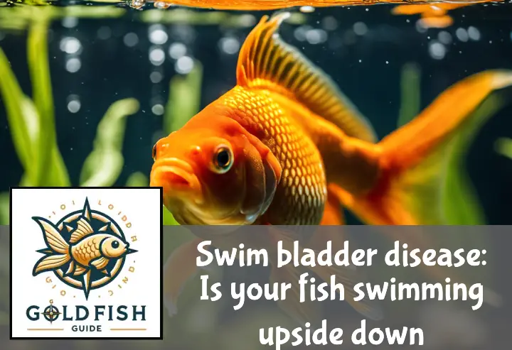 Goldfish with swim bladder disease swims upside-down near water surface, surrounded by blurred aquarium plants.