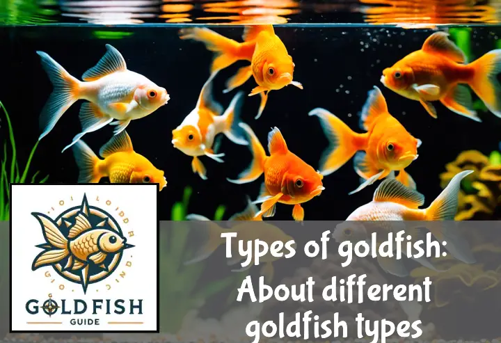 Colorful goldfish, including Comet, Oranda, and Shubunkin types, swim in a vibrant aquarium with diverse plants.
