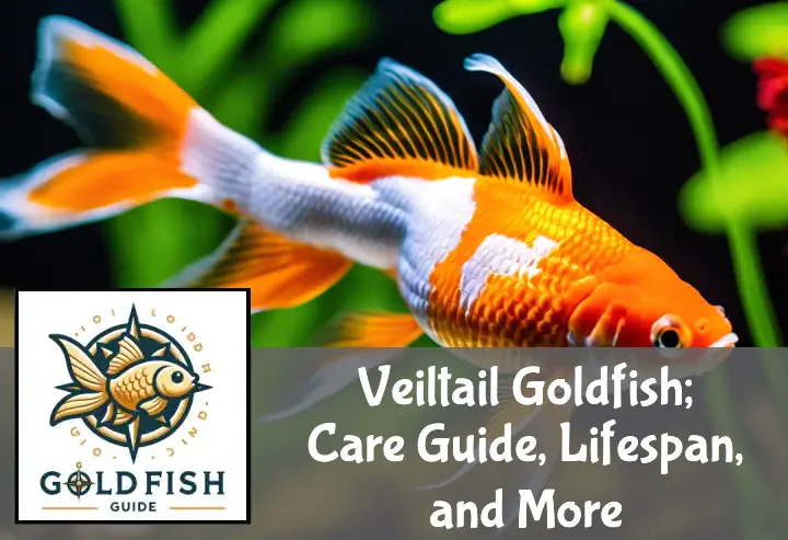 Veiltail Goldfish; Care Guide, Lifespan, and More