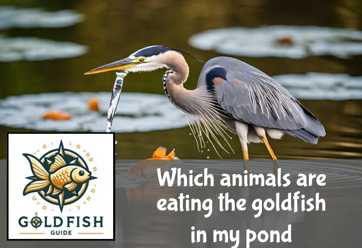 A heron dips its beak into a pond, causing ripples around goldfish below the surface.